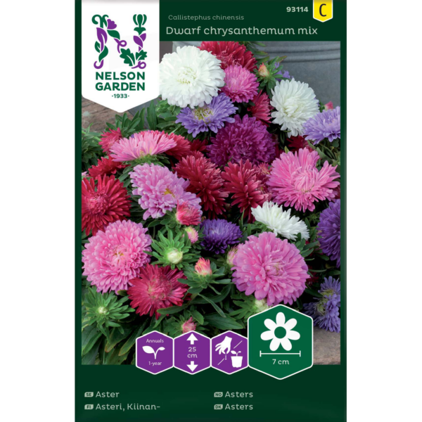 Kiinanasteri 'Dwarf crysanthemum mix'