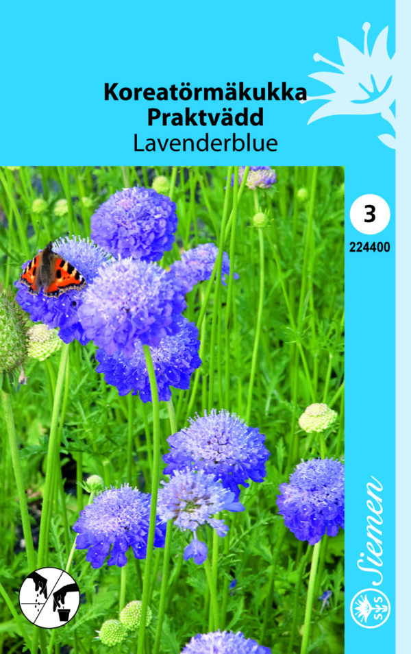 Koreatörmäkukka 'Lavenderblue'