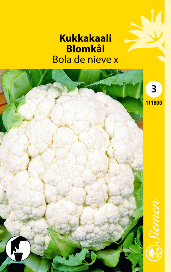 Kukkakaali 'Bola de Nieve X'