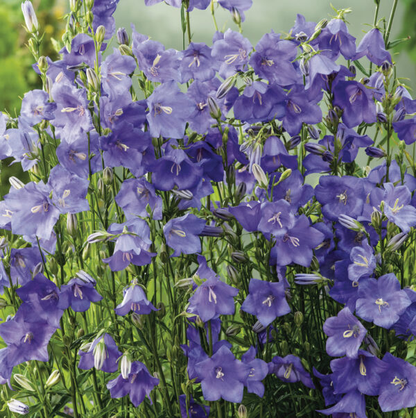 Kurjenkello 'Coerulea'; At,p9,Ul