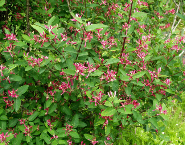 Kaunokuusama 'Zabelii'; At,3L