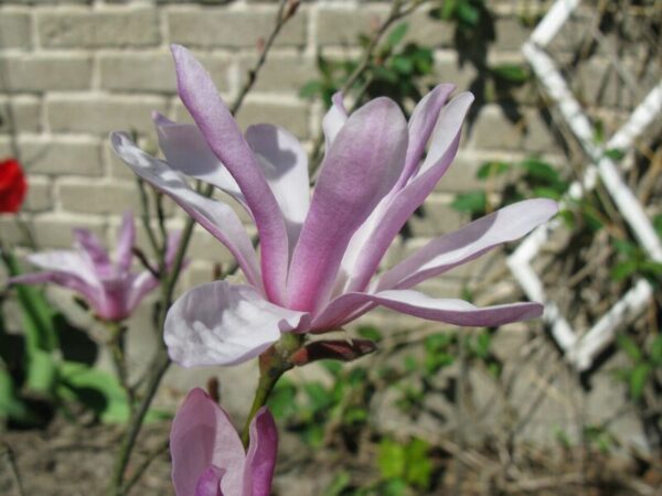 Tarhamagnolia 'Leonard Messel'; 30-40,At,3L,Ul