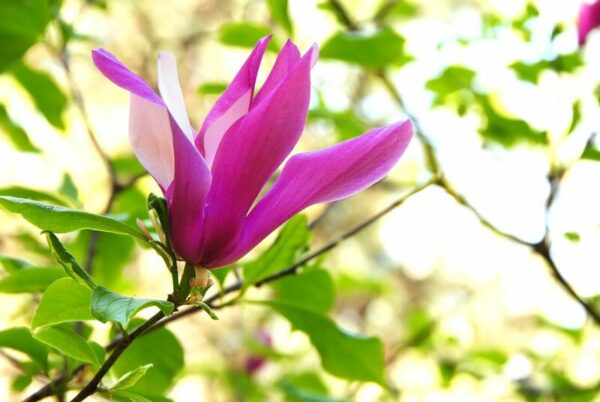 Sihteerikkömagnolia 'Susan'; 60-80, At,5L,Ul