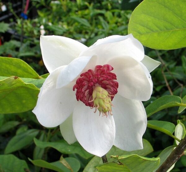Pensasmagnolia; 60-80, At,6L,Ul