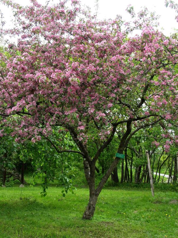 Purppuraomenapuu 'Hopa'; 150-250,Ep/At - Image 2