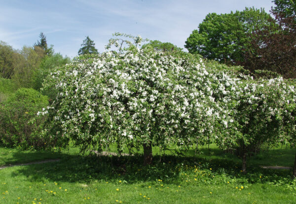 Rautatienomenapuu ; runko 120-150,At