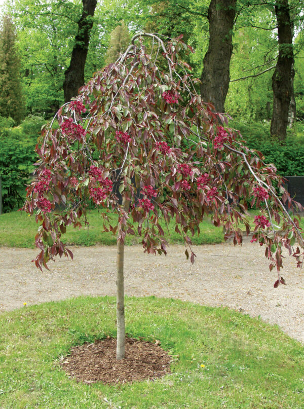 Riippaomenapuu 'Royal Beauty'; Runko 120,At