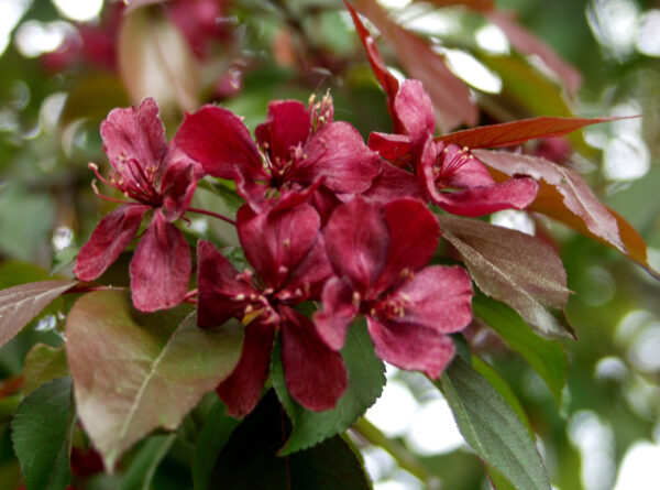 Purppuraomenapuu 'Royalty'; 150-250,Ep/At