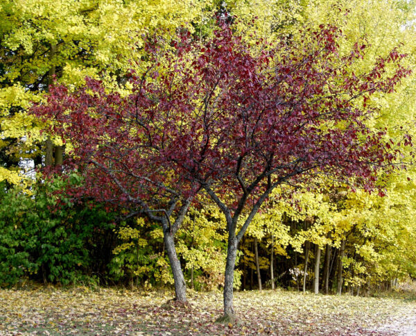 Purppuraomenapuu 'Royalty'; 150-250,Ep/At - Image 2