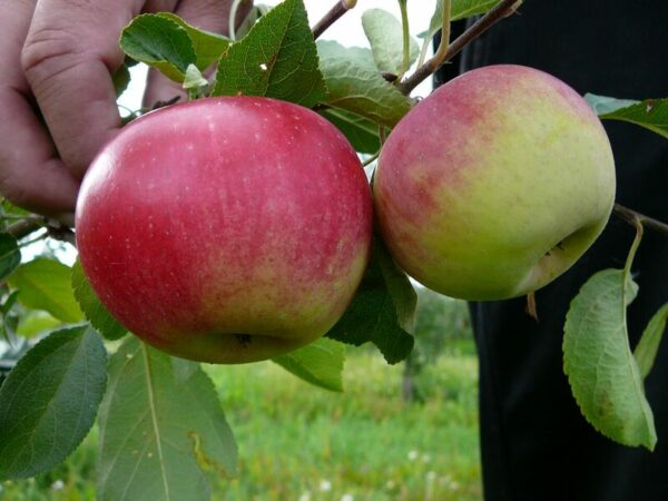 Omena 'Afrodita' (Siloposken Kaunotar); I lk,At