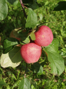 Omena ‘Jättimelba’ kääpiöivä; I lk,At,7,5L
