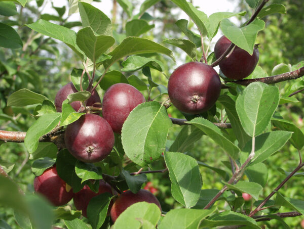 Omena 'Pekka' FinE; I lk,At,7,5L