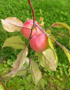 Omena ‘Punakaneli’ kääpiöivä; I lk,At,7,5L