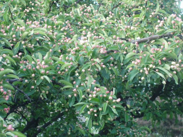 Marjaomenapensas; At,3L - Image 2