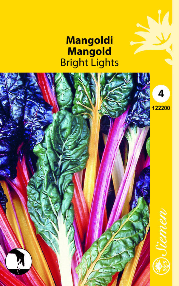 Mangoldi 'Bright Lights'