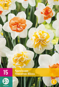 Narsissi ‘Macaron Bloss’ 15 kpl
