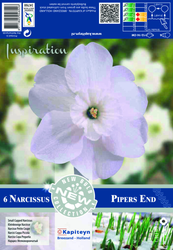Narsissi Small Cupped 'Pipers End' 5 kpl