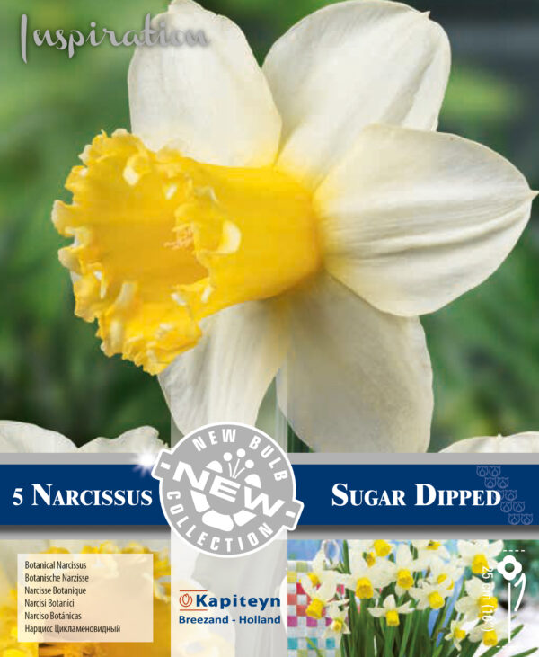 Narsissi 'Sugar Dipped' 5 kpl