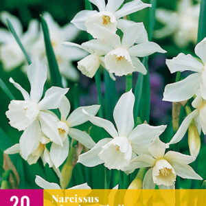Narsissi 'Triandrus Thalia' 20 kpl