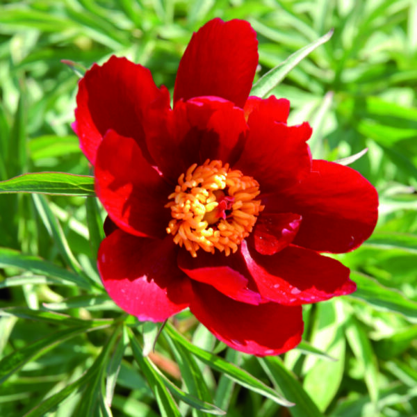 Pioni 'Early Scout'; At, 2L