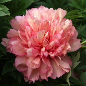 Pioni Itoh-hybr. 'Hillary'; At