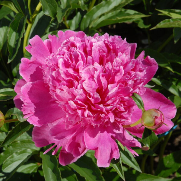 Kiinanpioni 'Barbara'; At,2L