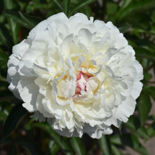 Kiinanpioni 'Boule de Neige'; At, 2L