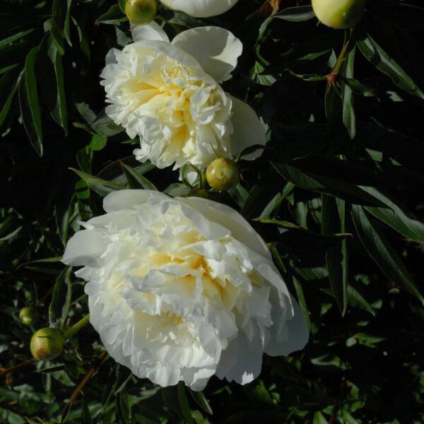 Kiinanpioni 'Duchesse de Nemours'; At,2L