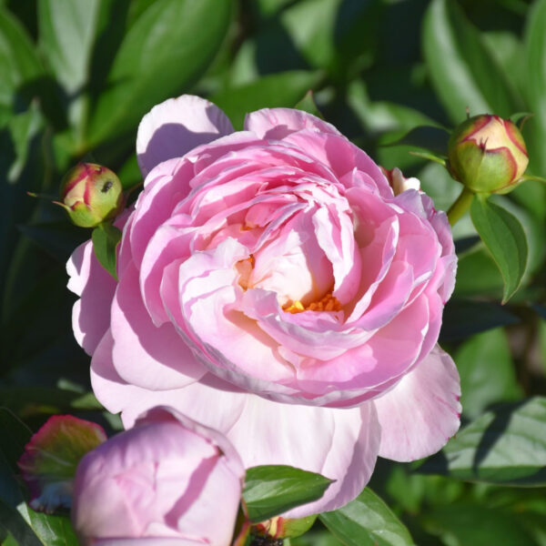 Kiinanpioni 'Gene Wild'; At,2L