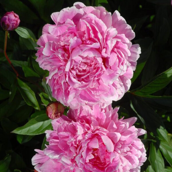 Kiinanpioni 'Jadwiga'; At,2L