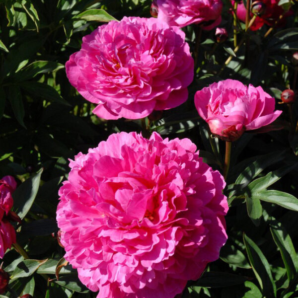 Kiinanpioni 'Kansas'; At,2L
