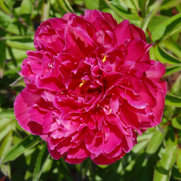 Kiinanpioni 'Karl Rosenfield'; At,2L