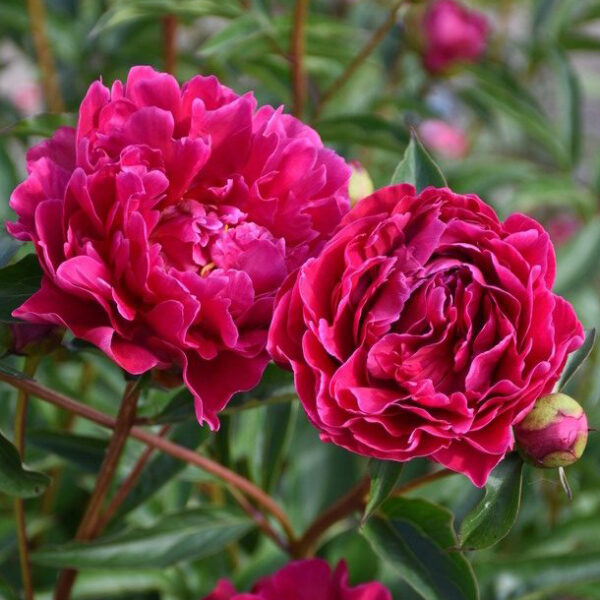 Kiinanpioni 'Marechal Mac Mahon',At,2L