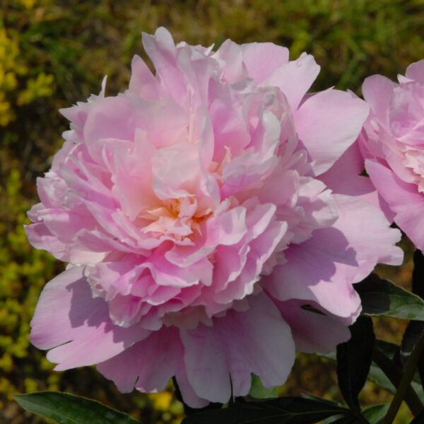 Kiinanpioni 'Mons. Jules Elie'; At, 2L