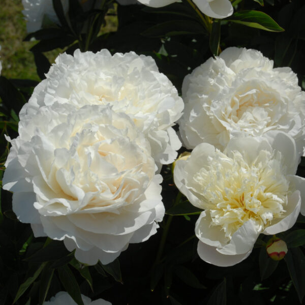 Kiinanpioni 'Mother's Choice'; At, 2L