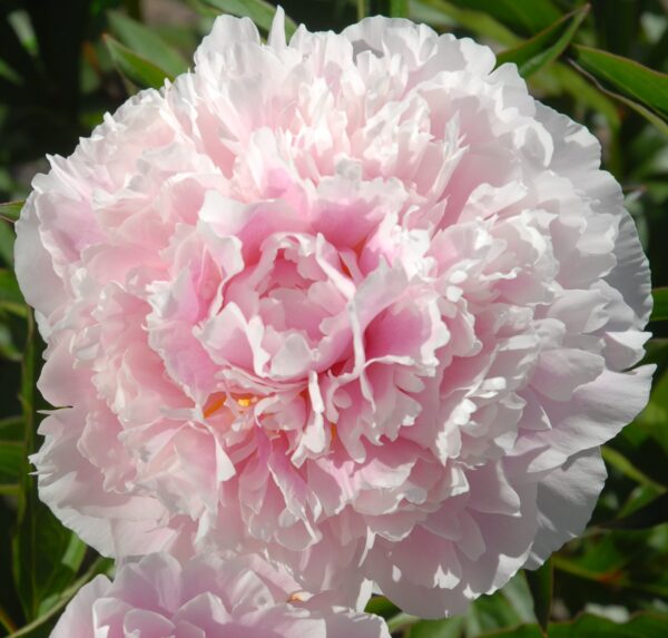 Kiinanpioni 'Sarah Bernhardt'; At,2L