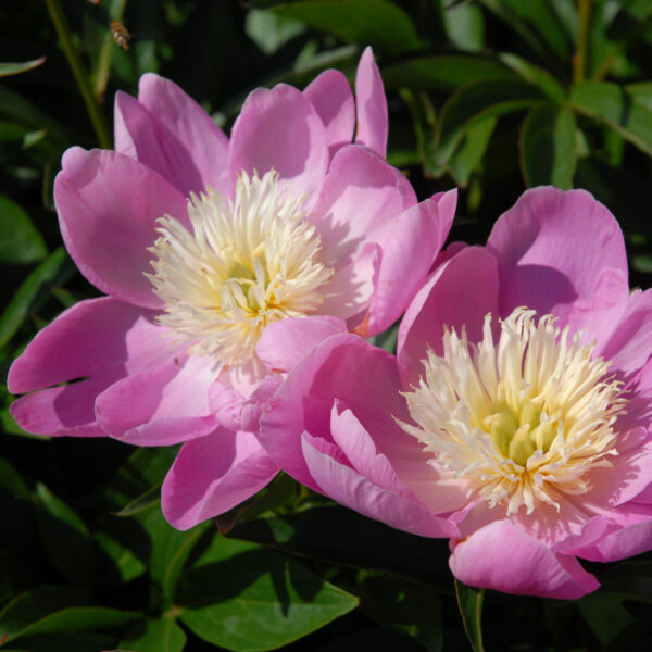 Kiinanpioni 'Wladyslawa', At,2L