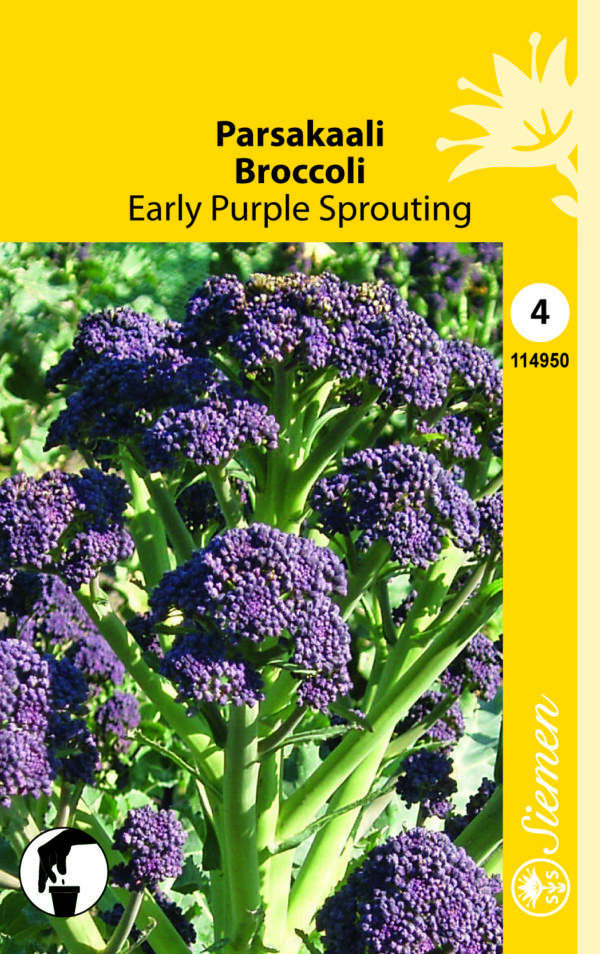 Parsakaali 'Early Purple Sprouting'