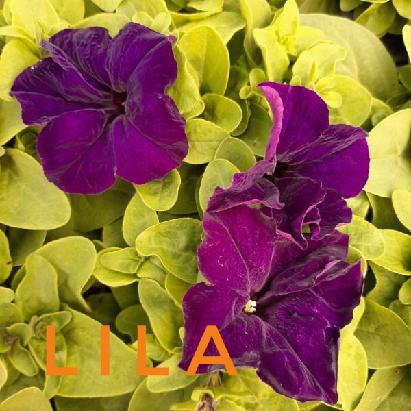 Petunia lila