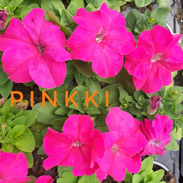 Petunia pinkki