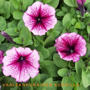 Petunia vaaleanpunainensuonilla