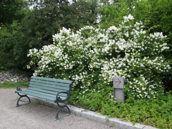 Loistojasmike 'Tähtisilmä' FinE; At,3L - Image 2