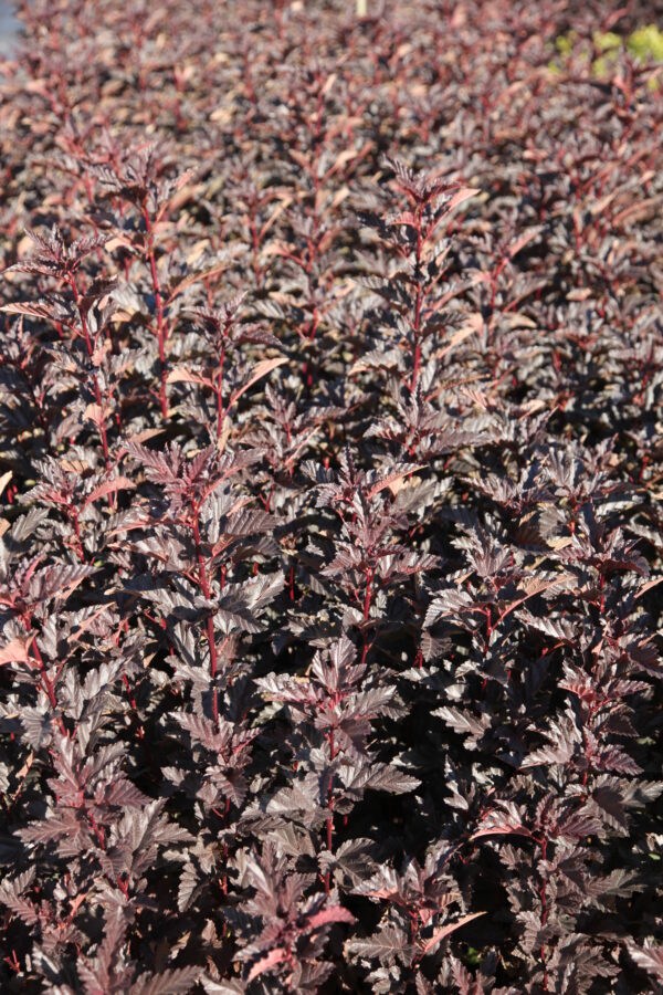 Purppuraheisiangervo Summer Wine; At, 3L,Ul