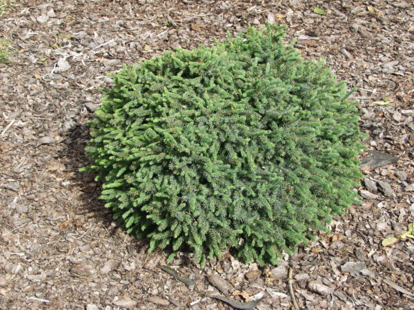 Siilikuusi 'Echiniformis'; 20-30,At,Ul
