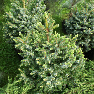 Kääpiöserbiankuusi 'Karel'; 30-40, At, Ul