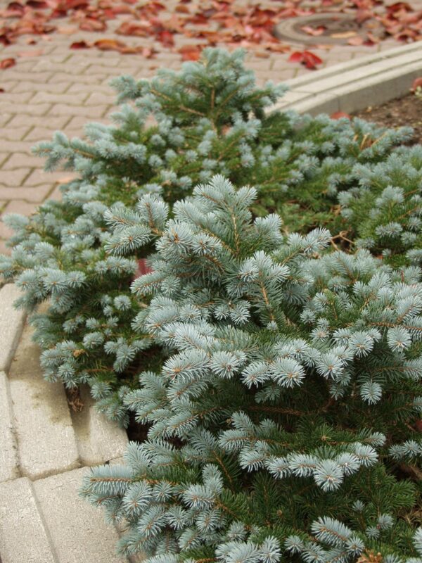 Pallohopeakuusi 'Glauca Globosa'; 25-30,At,Ul