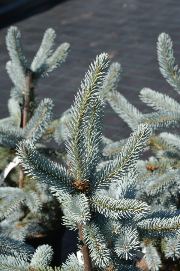 Hopeakuusi 'Hoopsii';50-60, At, Ul