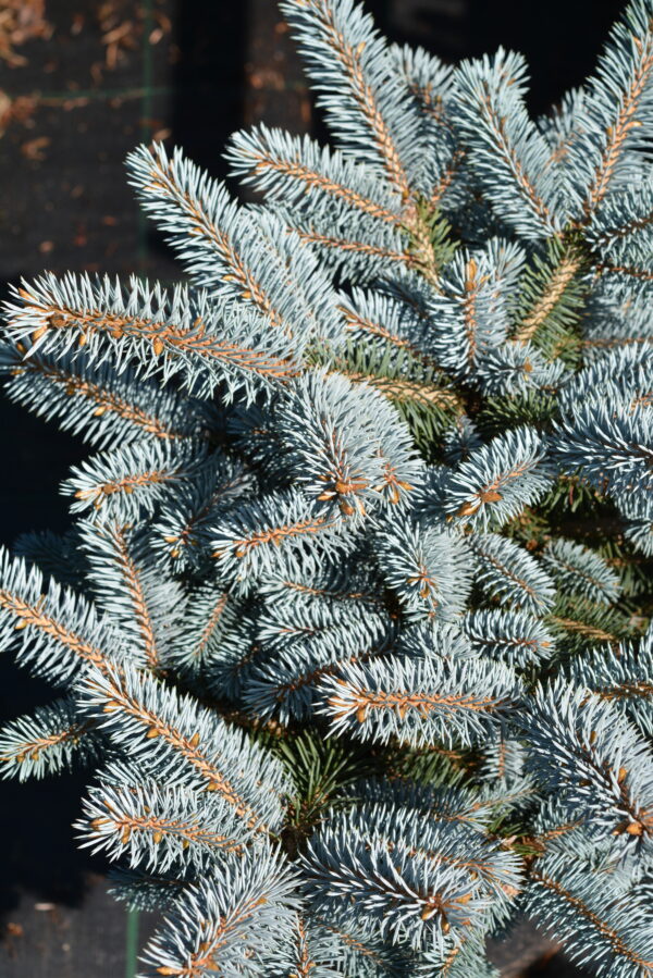 Pallohopeakuusi 'Glauca Globosa'; 25-30,At,Ul - Image 2