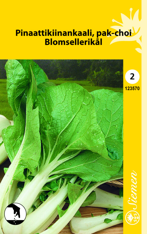 Pinaattikiinankaali 'Pak-Choi'