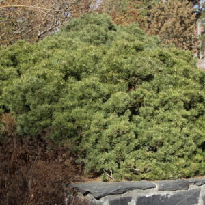 Kääpiövuorimänty; 25-30,At,3L,Ul